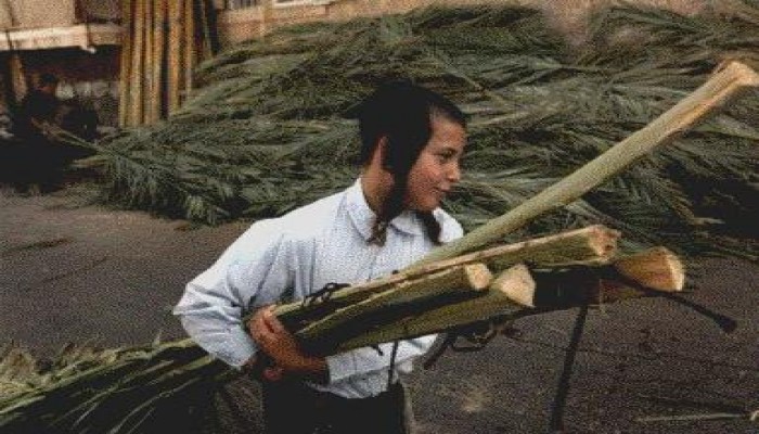 هاآرتس: مصر تحظر تصدير سعف النخيل لإسرائيل