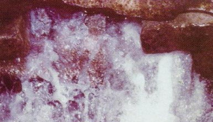 باحث مصري: ماء زمزم أنقى ماء على وجه الأرض