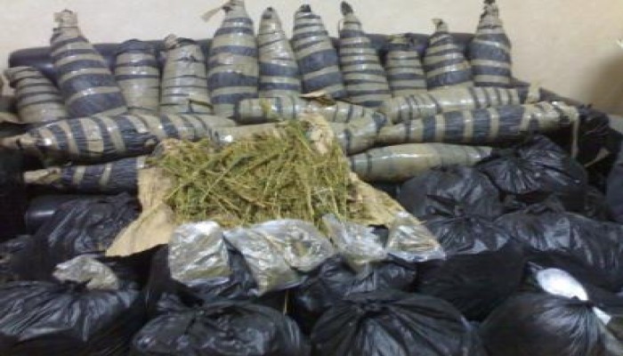 القوات المسلحة تحبط محاولة تهريب طنيّ بانجو عبر سيناء