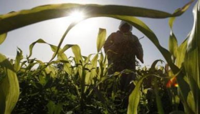 مستشار الفاو: تقاوي ذرة مهندسة وراثيًا تسبب السرطان والإجهاض.. دخلت مصر في يناير