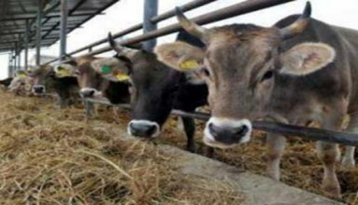 الصحة: لاتوجد حالات "حمى قلاعية" بين المواطنين في مصر