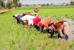المالية: 200 مليون جنيه لشراء الأرز من الفلاحين وتوفير سكر التموين