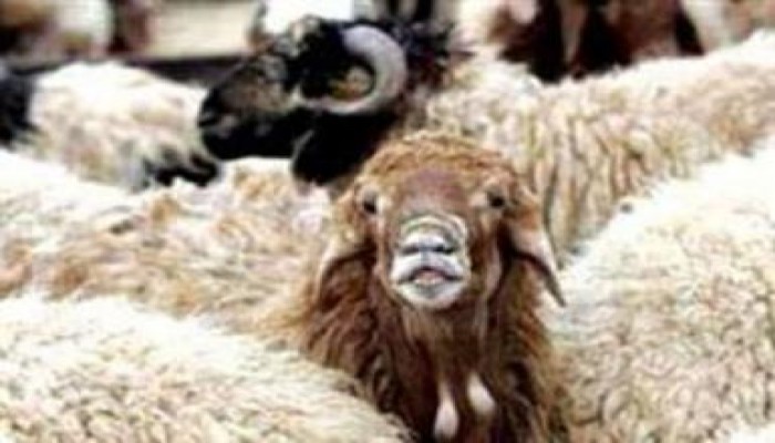 الحجر البيطري:30 جنيهًا سعر كيلو الخراف والماعز و26 للأبقار و24 للجاموس