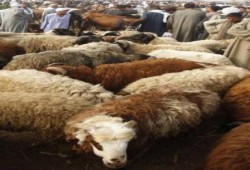طرح 3 آلاف خروف بلدى وألفى عجل بمنافذ وزارة الزراعة بالقاهرة الكبرى
