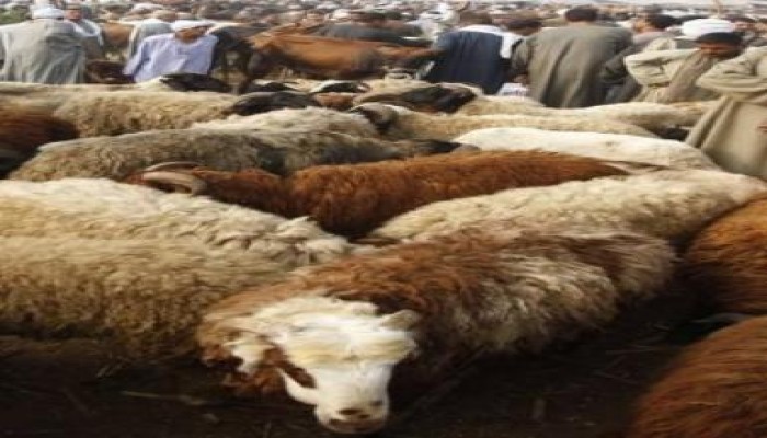 طرح 3 آلاف خروف بلدى وألفى عجل بمنافذ وزارة الزراعة بالقاهرة الكبرى
