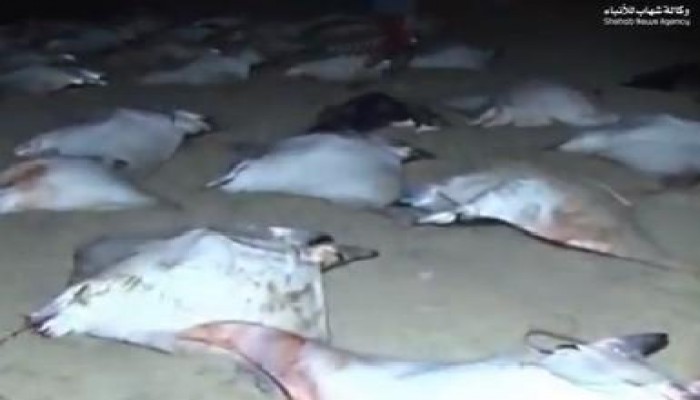 في غزة .. منعوا عنهم الصيد فجاء رزق البحر حتى عندهم  (متلفز)