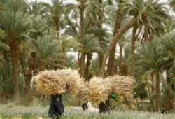 "وزارة التموين":الهند تقدمت بعروض وتسهيلات لتصدير القمح لمصر