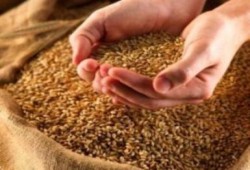 إلغاء الجمارك على البذور والتقاوى والأعلاف الحيوانية