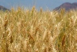 مصر تخفض واردات القمح بنسبة 10%
