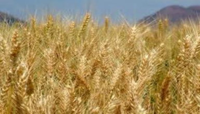 مصر تخفض واردات القمح بنسبة 10%