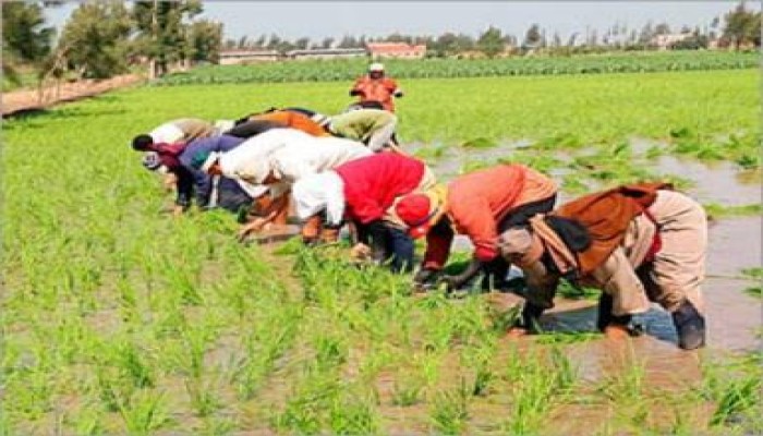 توزيع السولار على فلاحي الشرقية وفق الحيازة الزراعية خلال أبريل