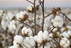 القطن المصري يستعيد عرشه العالمي
