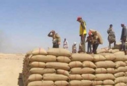التموين: ارتفاع توريدات القمح المحلى إلى 284 ألف طن حتى الان
