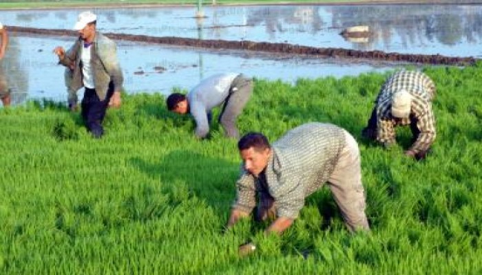 إعفاء مزارعو الأرز من غرامات سابقة بشرط الالتزام بالموسم الجديد