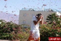 أسراب الجراد تهاجم قرى منطقة مكة المكرمة