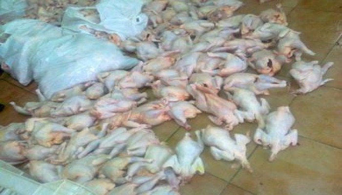 رئيس نيابة أبو المطامير يرفض إصدار أمر تفتيش ضد شركة دجاج فاسد بضغط من الزند