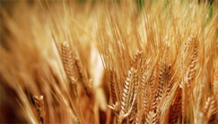 توريد 194 ألفا و239 طن قمح بالغربية
