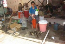 معتصمو رابعة:عندما يعود صغار البط إلي بيضه سنعود لبيوتنا