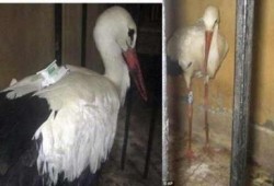 الطائر المتهم بـ «التجسس» تابع لفريق أبحاث أوروبي