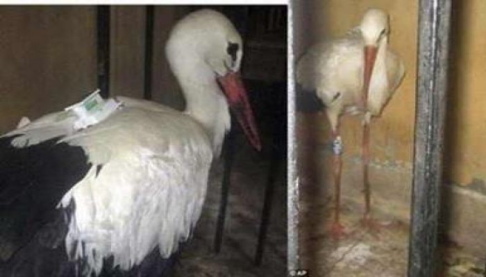 الطائر المتهم بـ «التجسس» تابع لفريق أبحاث أوروبي