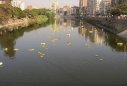 بالصور .. بحر :مويس" بالزقازيق يثور ضد حكم العسكر