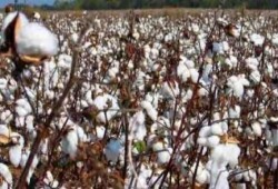 الإحصاء: 51.8% زيادة في صادرات القطن المصري خلال عهد مرسي