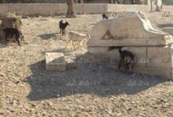 آثار مصر تتحول الى مراعي في عهد الانقلابين