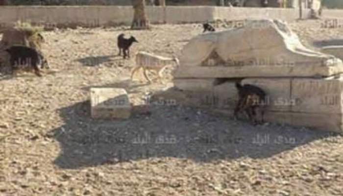 آثار مصر تتحول الى مراعي في عهد الانقلابين