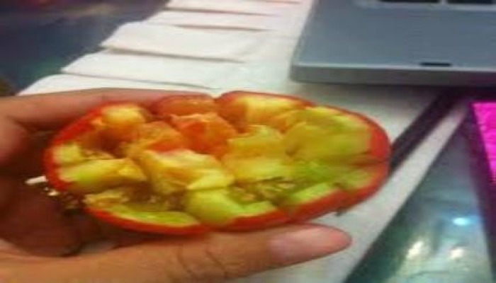 "كارثة" .. انتشار الطماطم المحورة وراثياً بالأسواق المصري (تقرير)