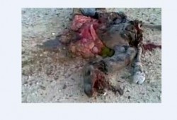 بالفيديو مقتل قطيع من الابل برصاص الجيش في سيناء