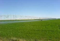 الحبس سنة  لمدرس أجبر التلاميذ علي أكل البرسيم