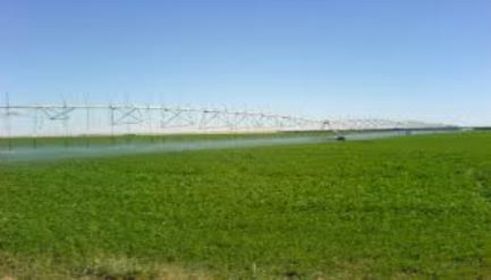 الحبس سنة  لمدرس أجبر التلاميذ علي أكل البرسيم