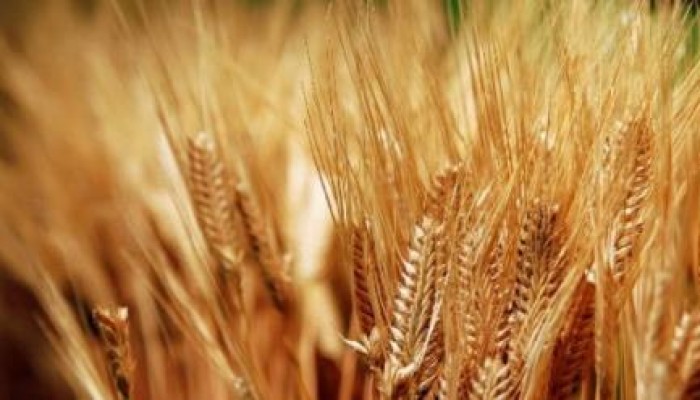 الحكومة تشتري 55 ألف طن قمح أمريكي