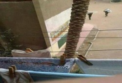 بالصور .. الجيش يبدأ اجراءات تزوير الاستفتاء