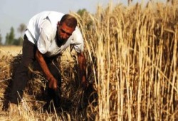 بعد انجازات عودة في العام الماضي .. القمح في "أفواه المواشي" بالفيوم