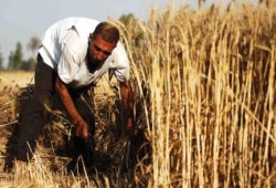 بعد انجازات عودة في العام الماضي .. القمح في "أفواه المواشي" بالفيوم