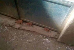 صورة وتعليق .. جيل لا يعرف الخوف "أطفال العزة"