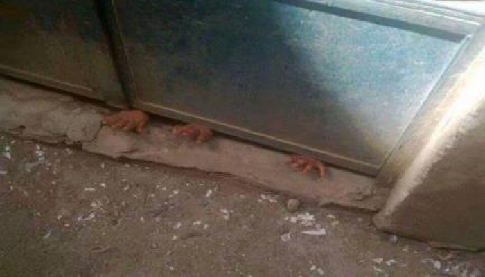 صورة وتعليق .. جيل لا يعرف الخوف "أطفال العزة"