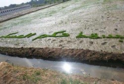 صورة وتعليق