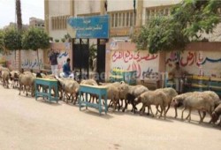 طوابير التصويت في انتخابات رئاسة الدم بمدرسة ربيع فلاح الثانوية للبنات بديرب نجم