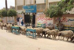 طوابير التصويت في انتخابات رئاسة الدم بمدرسة ربيع فلاح الثانوية للبنات بديرب نجم