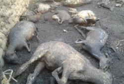 "النحس" .. تدمير 15 منزل و40 فدان جراء حريق بأسوان