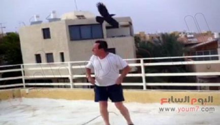 الغربان تطارد الصهاينة وتصيب منهم العشرات بمدينة "إيلات"