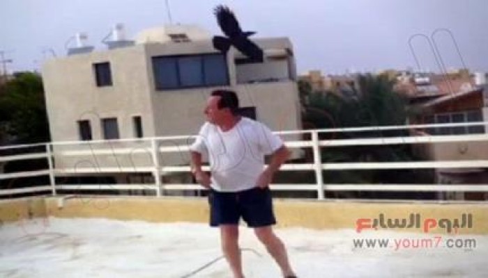 الغربان تطارد الصهاينة وتصيب منهم العشرات بمدينة "إيلات"
