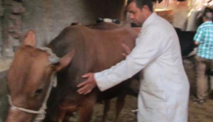 الفضيحة مصر تتسول  مواشي رشوة الإمارات للانقلاب