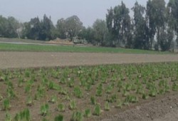 أزمة مياه الرى بالغربية تهدد آلاف الأفدنة بالبوار.. والفلاحون: الأرض تشققت