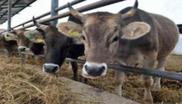 اكتشاف 3 بؤر لمرض الفاشيولا في محافظة دمياط