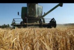 سلطات الانقلاب تشترى  65ر3 مليون طن من القمح