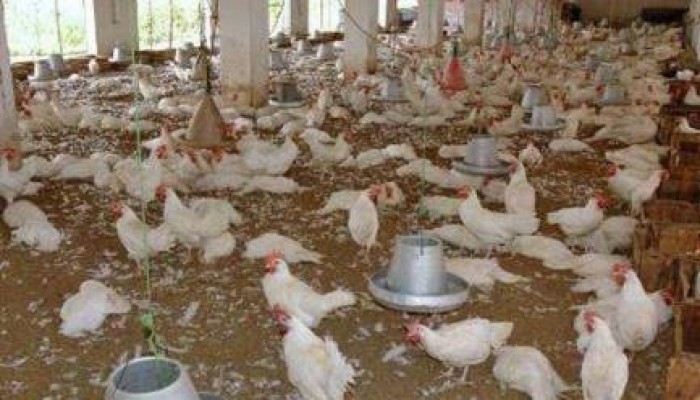 صدمة جديدة للشعب.. ارتفاع أسعار الدواجن 25% خلال أيام