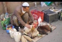 رفع أسعار الدواجن بنسبة 25%